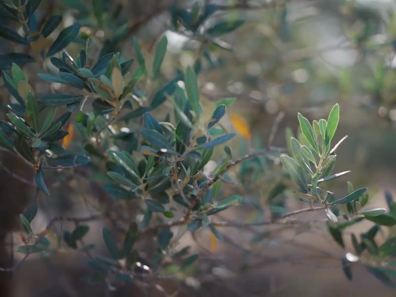 Olivi – CRV Piante