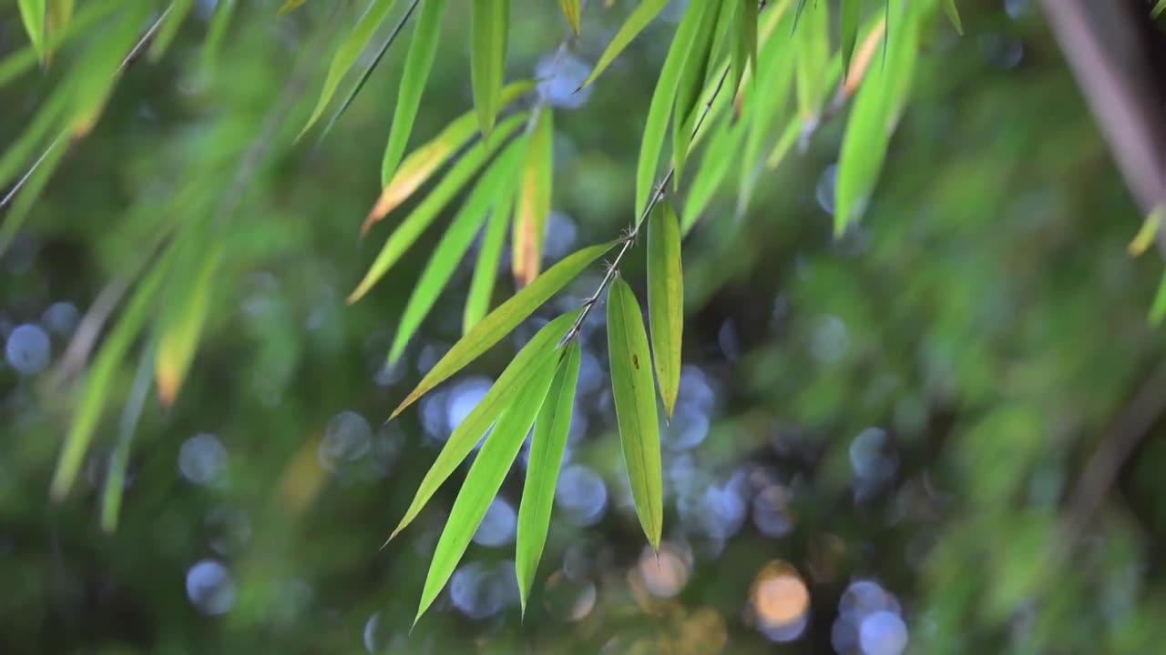 Bambù – CRV Piante